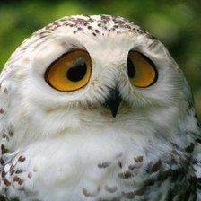 Схема вышивки «сова»