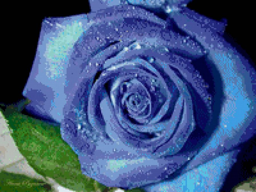 голубая роза - предпросмотр
