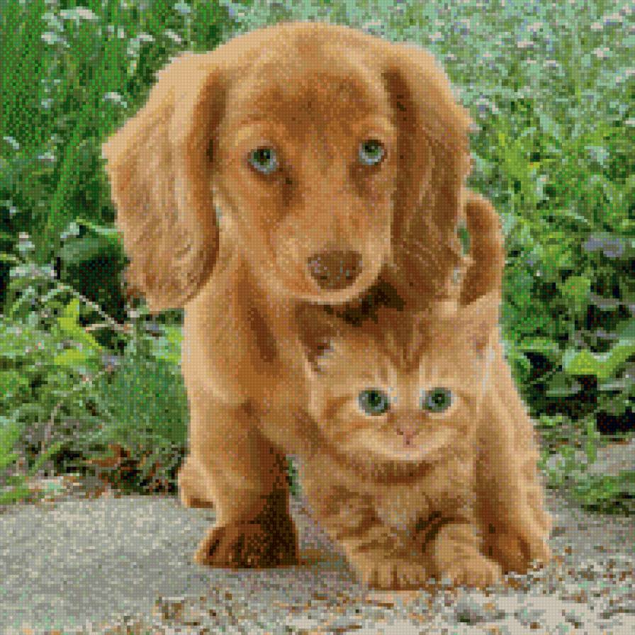 собака с кошкой - кошка, природа, собака, животные, красота - предпросмотр