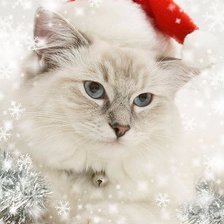 Схема вышивки «котенок новогодний»