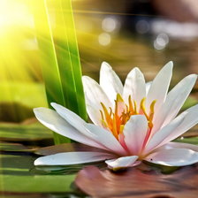 Схема вышивки «лотос на воде 1»