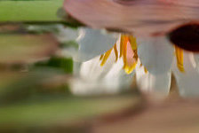 Схема вышивки «лотос на воде 2»