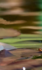 Схема вышивки «лотос на воде 3»