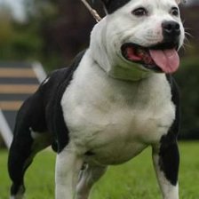 Схема вышивки «стаффи»