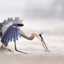 Схема вышивки «Птица»