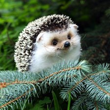 Схема вышивки «Ежик»