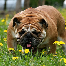 Схема вышивки «№1095036»