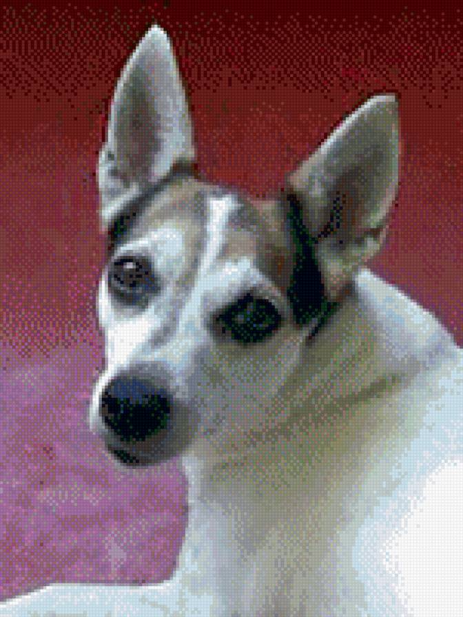 Собачка Даша - домашние питомцы - предпросмотр