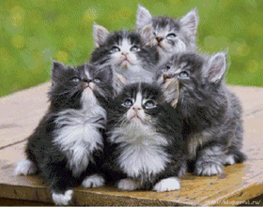 Пушистое семейство - предпросмотр