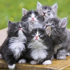 Пушистое семейство