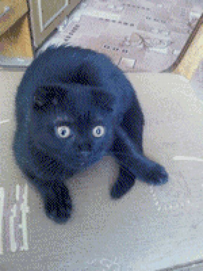 кися - предпросмотр