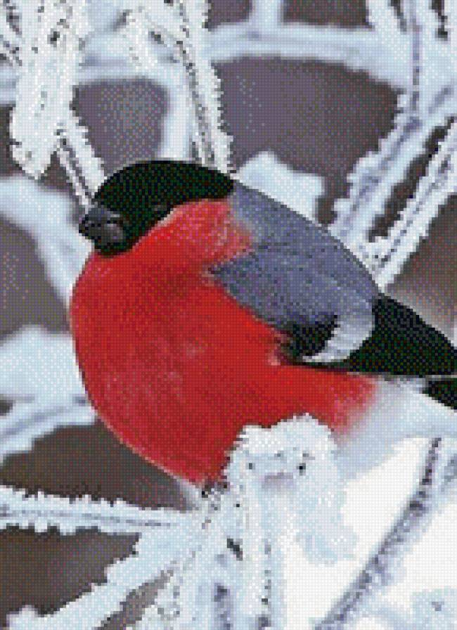 снегирь - птица - предпросмотр