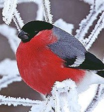 Схема вышивки «снегирь»