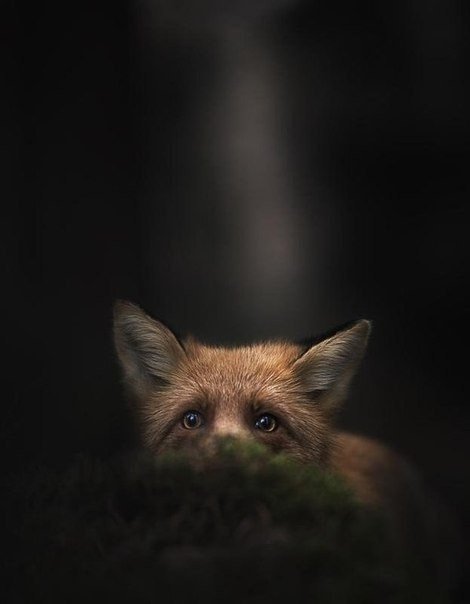 лиса - лиса, ночь - оригинал