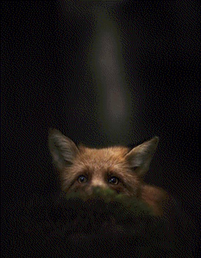 лиса - лиса, ночь - предпросмотр