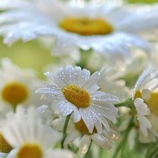 Схема вышивки «ромашки»