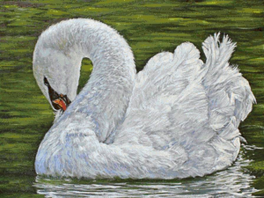 лебедь - природа, лебедь, озеро, серия птицы, птица, река, красавец, вода - предпросмотр