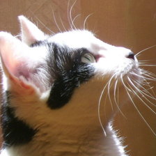 Схема вышивки «кошка»