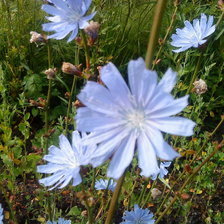 Схема вышивки «василек»