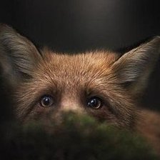 Схема вышивки «лиса»