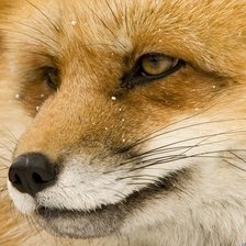 Схема вышивки «лис»