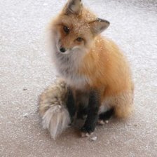 Схема вышивки «лиса»