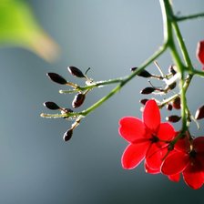 Схема вышивки «веточка»