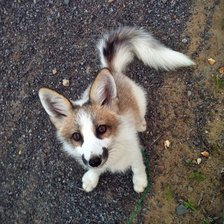 Схема вышивки «Лисенок 1»