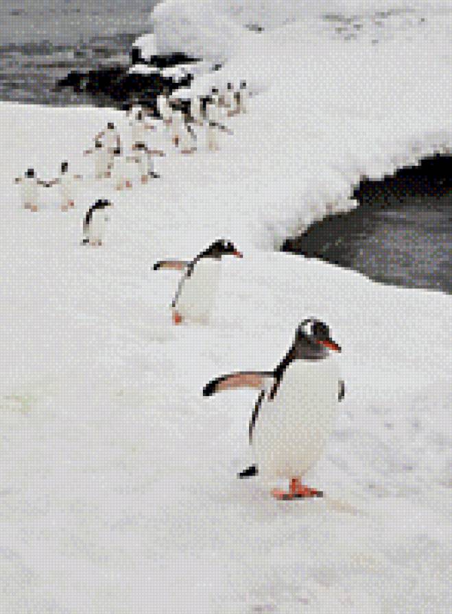 Пингвины - предпросмотр