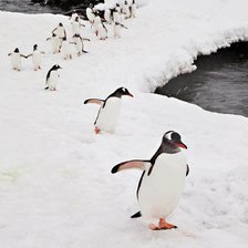 Пингвины