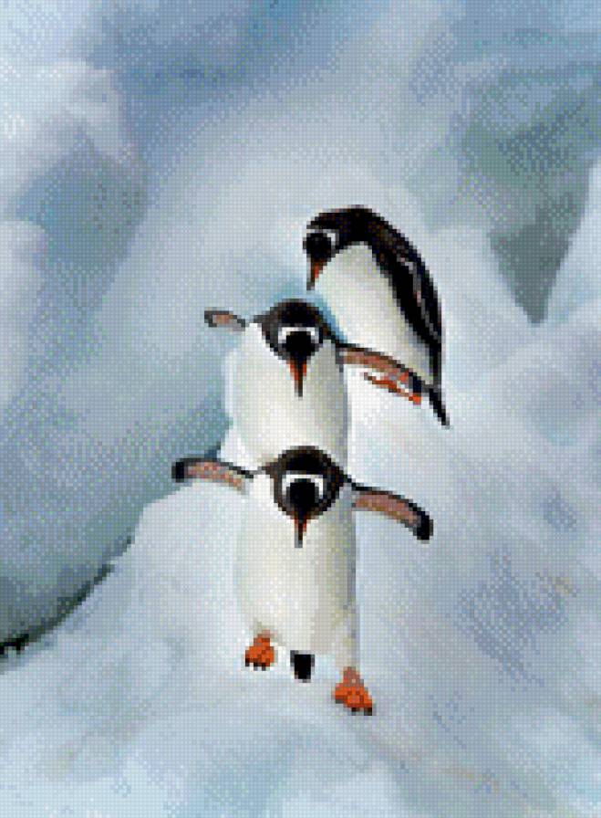 Пингвины - предпросмотр