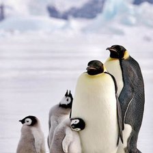 Схема вышивки «Пингвины»