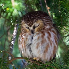 Схема вышивки «Спящий совенок»