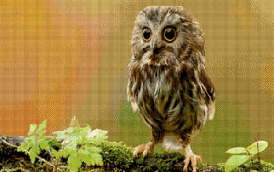 Совушка - предпросмотр