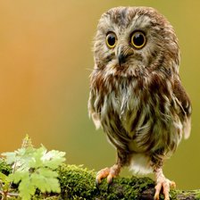 Схема вышивки «Совушка»