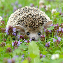 Схема вышивки «ежик»