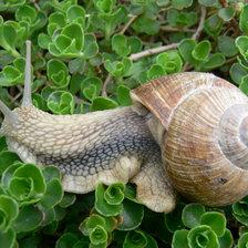 Схема вышивки «Улитка»