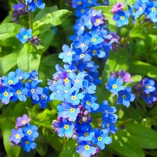 Схема вышивки «Незабудка»