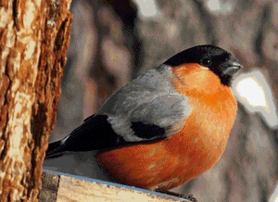Снегирь - птицы, снегирь - предпросмотр