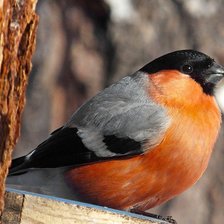 Схема вышивки «Снегирь»