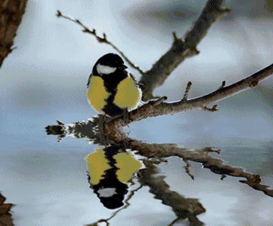 синица - синица, птицы - предпросмотр