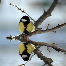 Схема вышивки «синица»