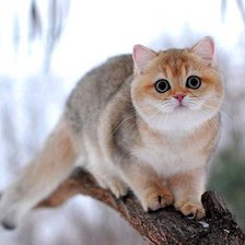 Схема вышивки «Котик»