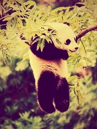 Панда - панда, животные - оригинал