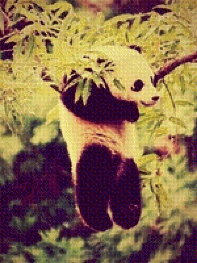 Панда - панда, животные - предпросмотр