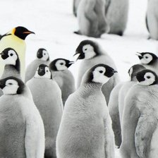 Схема вышивки «Пингвины»