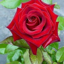 Схема вышивки «Царица садов»