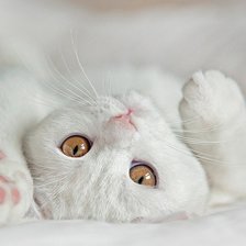 Схема вышивки «Белый кись»