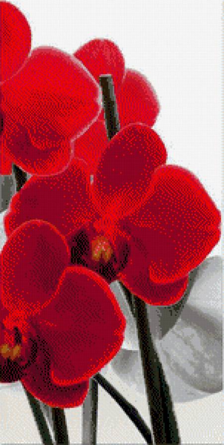 Красная орхидея 1 - триптих, орхидея, красная - предпросмотр