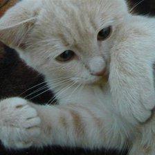 Схема вышивки «котенок»